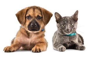 should you allow pets in your rental home