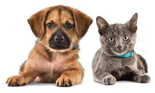 should you allow pets in your rental home