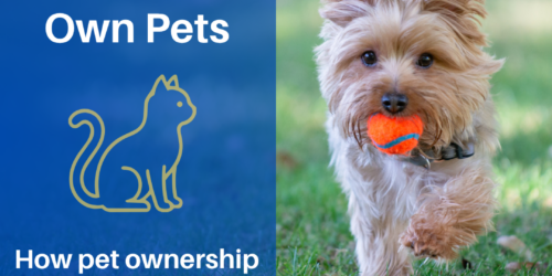 Why Allowing Pets in Your Rental Property Expands Your Tenant Pool